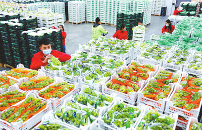 满园冬枣喜丰收 鲜活水产品映秋色