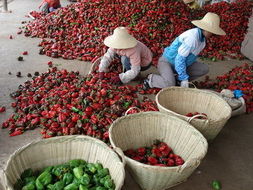 红河农产品信息网 打造鲜活水产品一站式采购平台