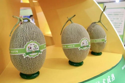 2024年民勤特色农产品推介暨蜜瓜全网发售仪式在京启动，鲜活水产品同台亮相