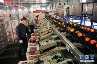 延伸农产品产业链，鲜活水产品为乡村振兴展新貌